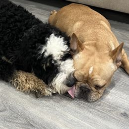 Bernedoodles, French Bulldogs, and Goldendoodles from Ohana Doodles x Frenchies