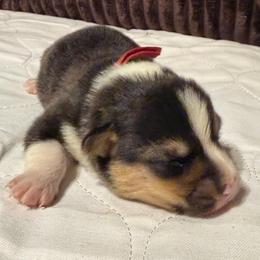 Red collar - Black and tan female Pembroke Welsh Corgi puppy in Oxford, Pennsylvania from K&S Quality Pembroke Welsh Corgi’s