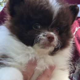 Pixie pup 1 - Chocolate parti male Pomeranian puppy in Carrollton, Georgia from B AND R'S POMERANIAN'S