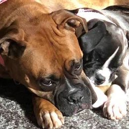 Boxers from Duck Creek Kennels