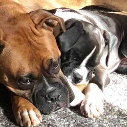 Boxers from Duck Creek Kennels