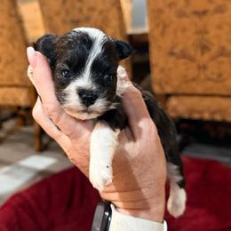 Estella - Cream female Havanese puppy in Laurel, Indiana from Honey-Bee Home Havanese