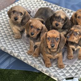 Dachshund Puppies from Passport Dachshunds