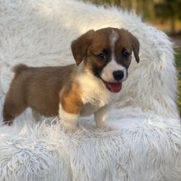 Cory - Red male Pembroke Welsh Corgi puppy in Morton, Mississippi from Southern Magnolia Corgis