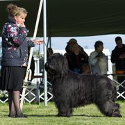 Briard Puppies from Sendero Briards