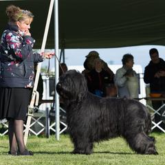 Briard Puppies from Sendero Briards