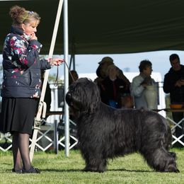 Briard Puppies from Sendero Briards