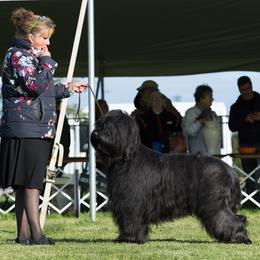 Briard Puppies from Sendero Briards