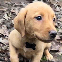 Sarah - Yellow female Labrador Retriever puppy in Grants Pass, Oregon from KnR Antler Dogs