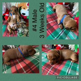 Dachshund Puppies from Cajun Low Riderz