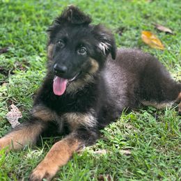Bambi - Black and red female German Shepherd puppy in Ocala, Florida from Appleridge German Shepherds