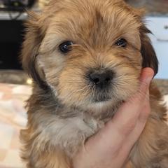 Orange baby boy - Gold and white male Shorkie puppy in Chipley, Florida from Relentless Homestead