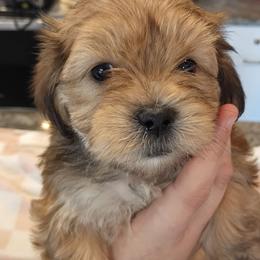 Orange baby boy - Gold and white male Shorkie puppy in Chipley, Florida from Relentless Homestead