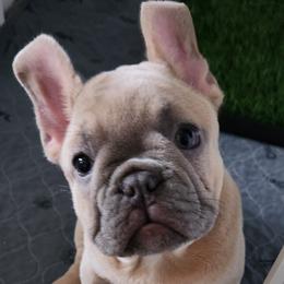 French Bulldog Puppies from Charmaine Wasenko