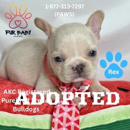 Jim - Cream male French Bulldog puppy in Michigan from Fur Baby Farms