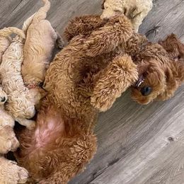 Goldendoodle Puppies from Doodle Couture Las Vegas