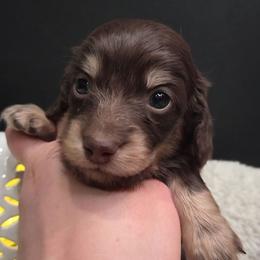 Rhodey - Chocolate and cream male Dachshund puppy in Batesville, Arkansas from Willow Tree Dachshunds