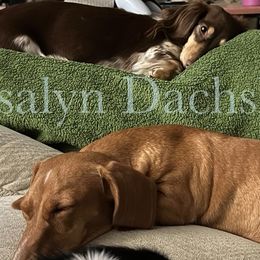 Dachshunds from Isalyn Dachshunds