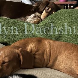 Dachshunds from Isalyn Dachshunds