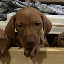 Vizsla Puppies from Carlson Vizslas