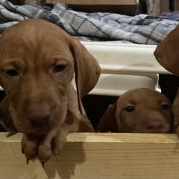 Vizsla Puppies from Carlson Vizslas