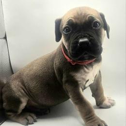 Male - Red male Boerboel puppy in Flemingsburg, Kentucky from Aussgardian Boerboels