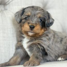 Winter ❄️ - Blue merle male Miniature Australian Shepherd puppy in Granbury, Texas from Triple Cross Doodles