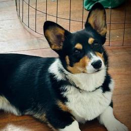 Bella - Pembroke Welsh Corgi