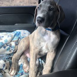Great Dane and Miniature Schnauzer Puppies from River Valley Great Danes