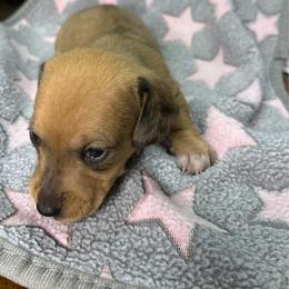 Ember - Dapple female Dachshund puppy in Richwood, West Virginia from Wild and Wonderful Wieners