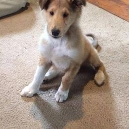 "Barkley" Collie Puppies from Red Tartan Kennel