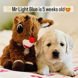 Mr Light Blue - Light golden male Golden Retriever puppy in Pocatello, Idaho from Dusk View Golden Retrievers