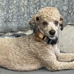 Loki - Poodle