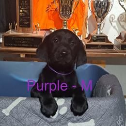 Purple Collar - Black male Labrador Retriever puppy in Delavan, Wisconsin from Diamond Flush Gun Dogs
