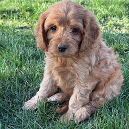 Fern - Red female Cavapoo puppy in Malad City, Idaho from FreckledCowgirlPuppies