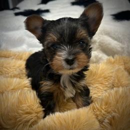 North Star - Black and tan female Yorkshire Terrier puppy in Coeur D Alene, Idaho from Cozy Coeur Yorkies
