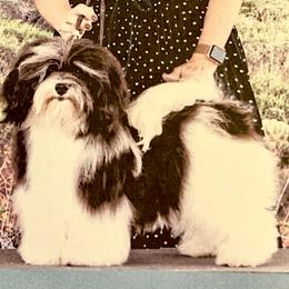OREO - Havanese