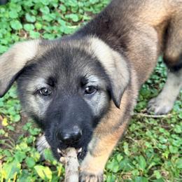 Red - Gray sable female Shiloh Shepherd puppy in Indianapolis, Indiana from Echo Shilohs