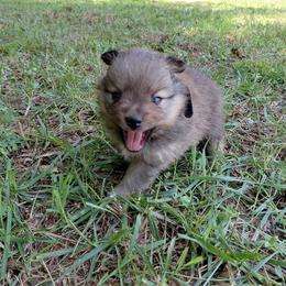 Buttercup (Boy 2) - Wolf sable male Pomeranian puppy in Linwood, North Carolina from My Tiny Paws