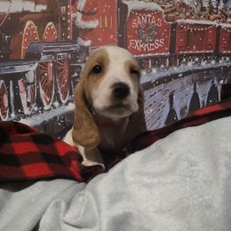 ORANGE BOY - Lemon and white male Basset Hound puppy in Snow Camp, North Carolina from V's Southern Angels