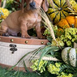 Dash - Red male Dachshund puppy in Wills Point, Texas from Duck Creek Farm