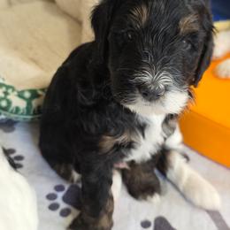 Rocky - Tri-color male Bernedoodle puppy in Mc Gaheysville, Virginia from Doting Doodles