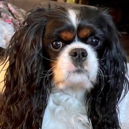 Bently - Cavalier King Charles Spaniel