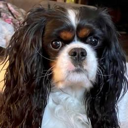 Bently - Cavalier King Charles Spaniel