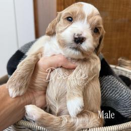 Cedar - Apricot male Goldendoodle puppy in Gilbert, Arizona from Doodle Bliss