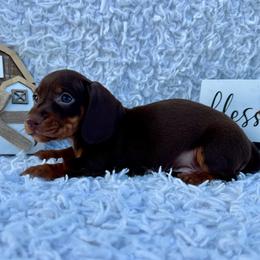 James - Chocolate and tan male Dachshund puppy in Colbert, Oklahoma from Brooke Crenshaw