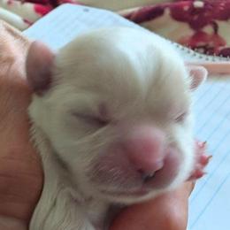 Johnny - Cream male Lhasa Apso puppy in Fort Worth, Texas from Cynthia's Lhasa Apsos