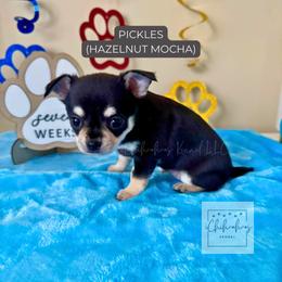 Hazelnut Mocha - Black and tan female Chihuahua puppy in Woodstock, Georgia from iChihuahuas Kennel