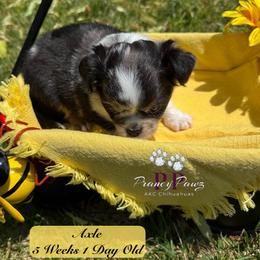 AKC Axle - Merle male Chihuahua puppy in Columbus, Nebraska from Prancy Pawz