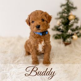 Buddy - Red  male Goldendoodle puppy in Melba, Idaho from KZ Doodles
